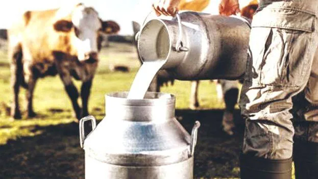 milk