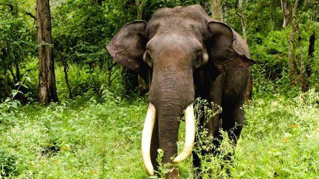 elephant