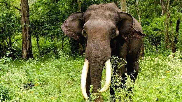 elephant