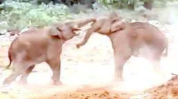 kaattana