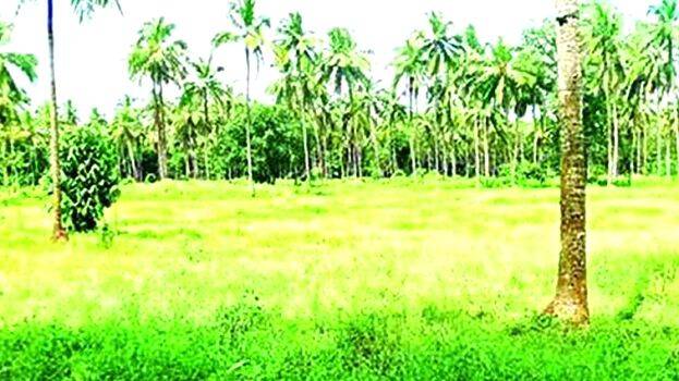 aaralam