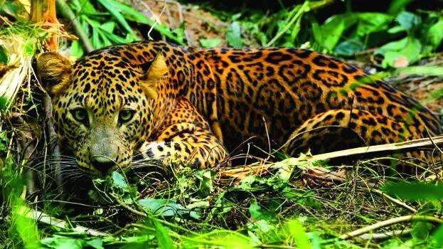 leopard
