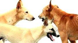 dogs