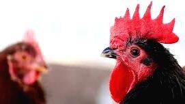 bird