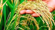 paddy