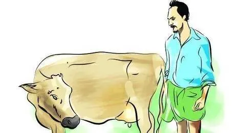 cow