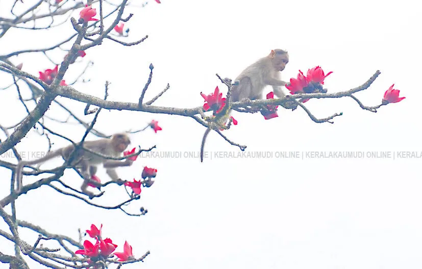 monkey