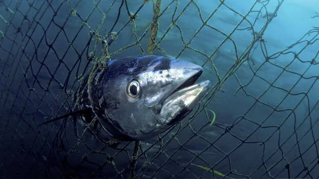 fish