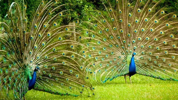 peacock