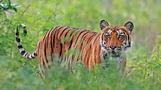 tiger