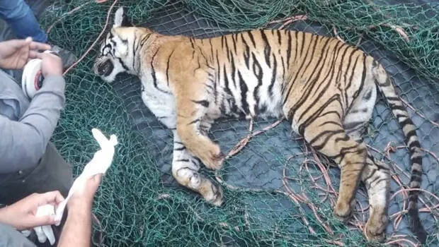 tiger