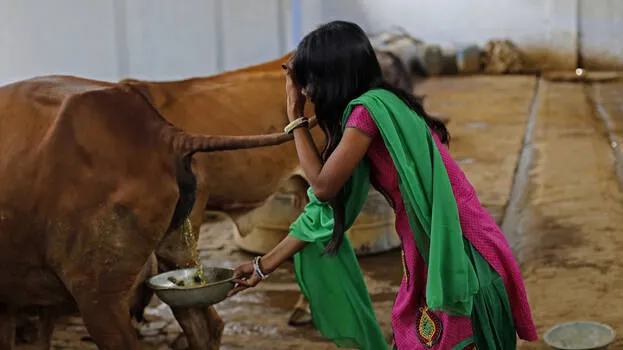 gomutra