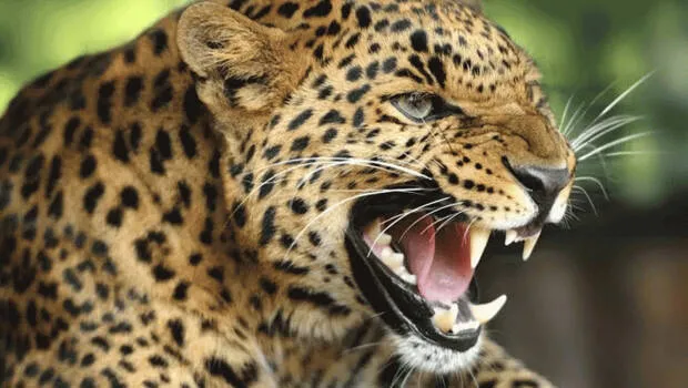 leopard