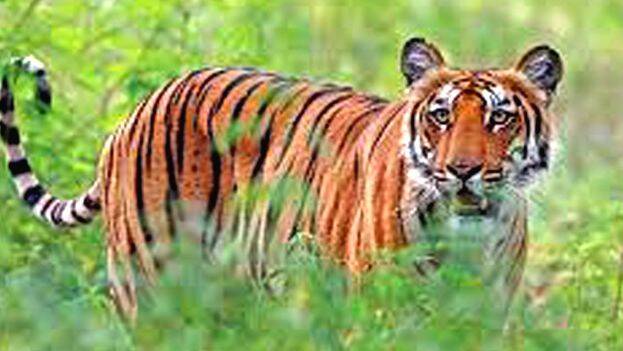tiger