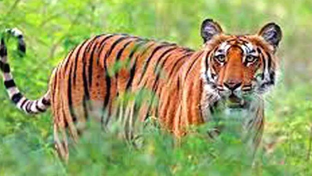 tiger