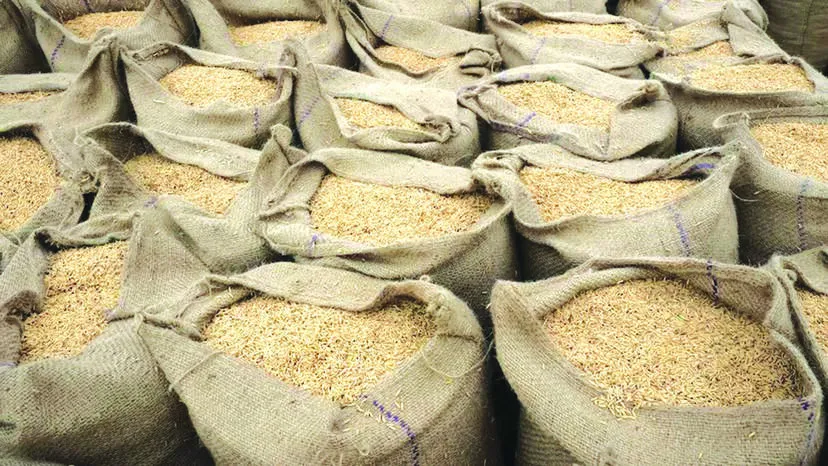paddy-bags