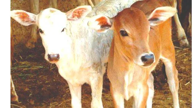 cow