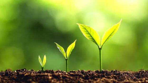 plant plant