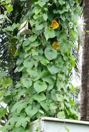 Kerala Kaumudi Photo Gallery
