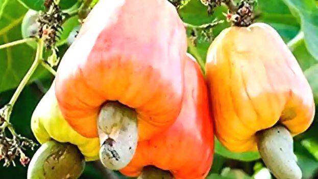 cashew