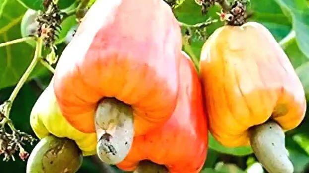 cashew