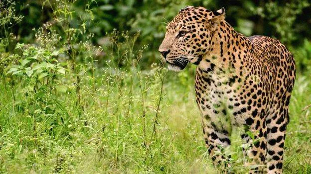 puli