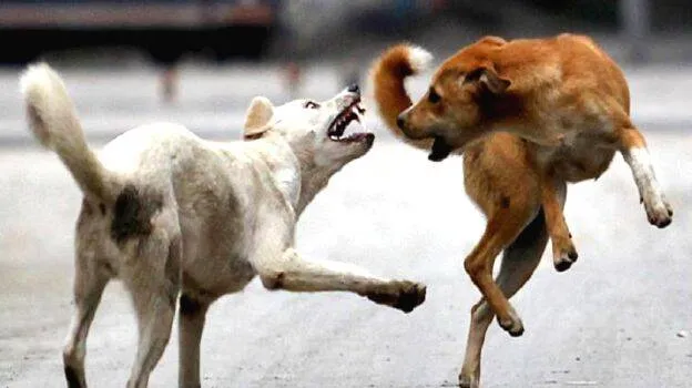 dog