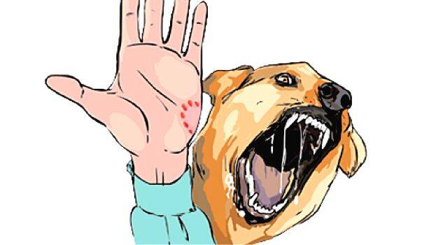 dog