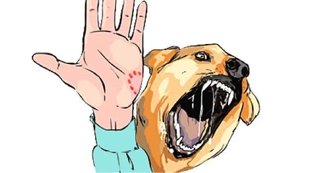 dog dog