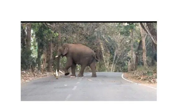 elephant