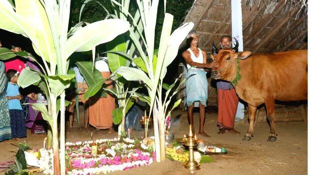 pongal