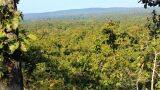 forest-