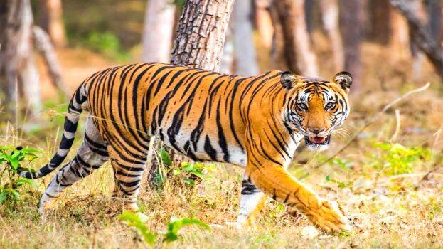 tiger