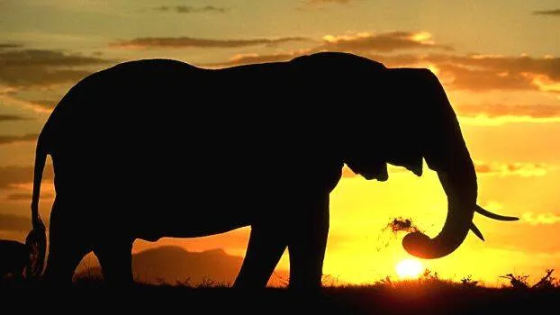 elephant-atack-