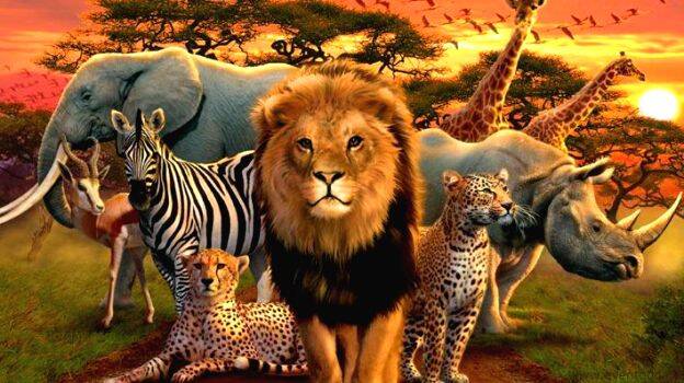 animals