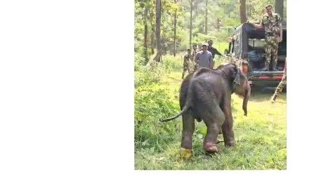 ele