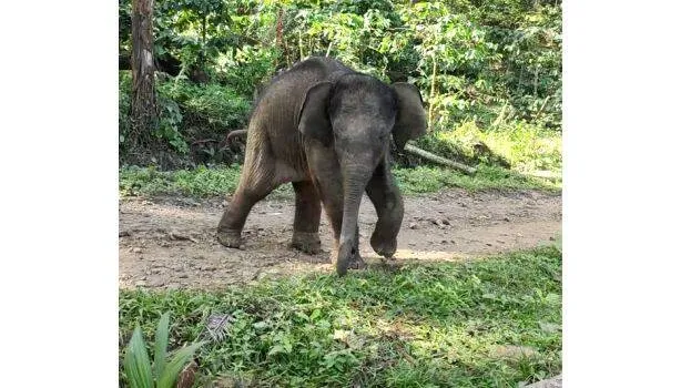 kutti