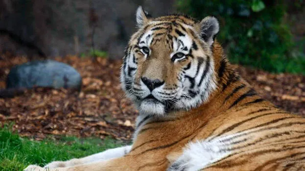 tiger