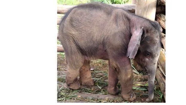 kutti