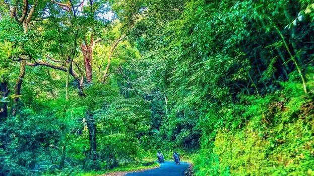 forest forest
