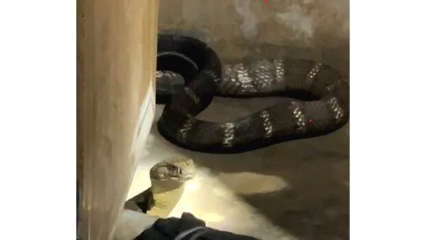snake snake