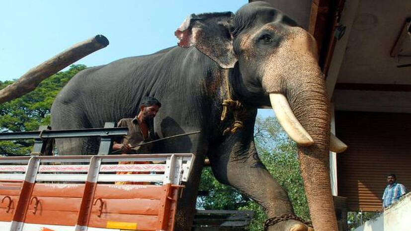 elephant
