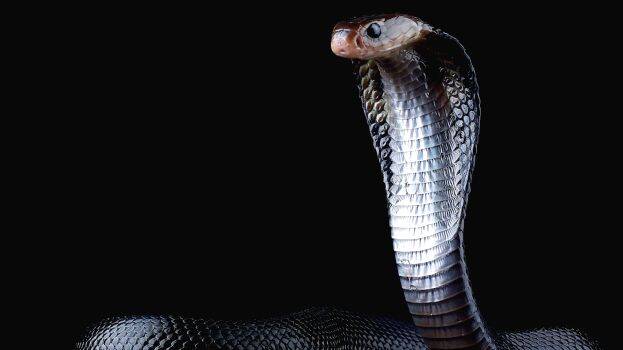 snake