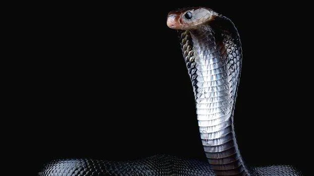 snake snake