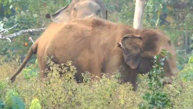 elephant elephant