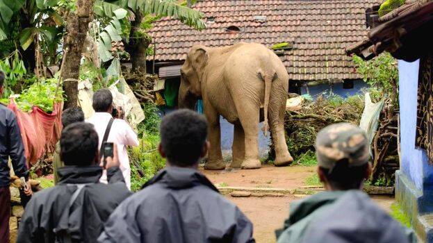 elephant
