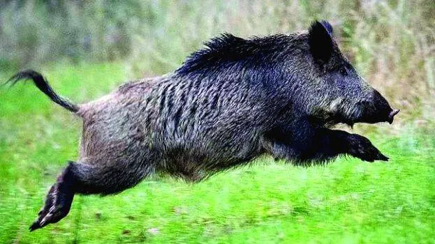 wild-boar wild-boar