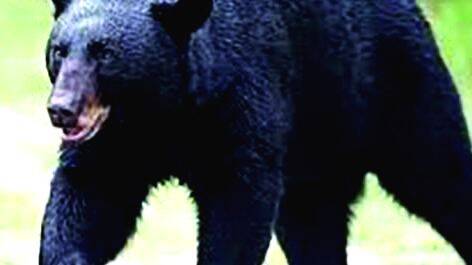 bear