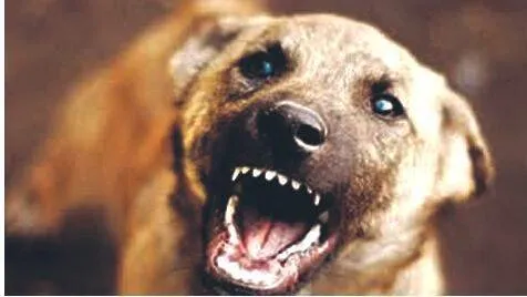 dog