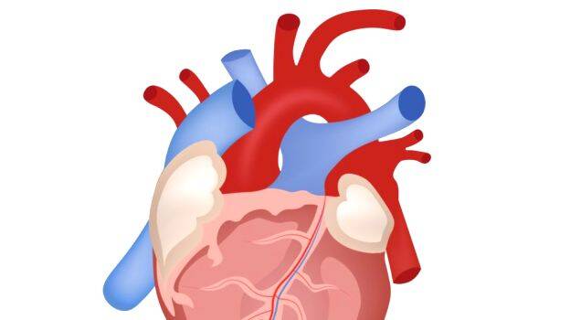 heart